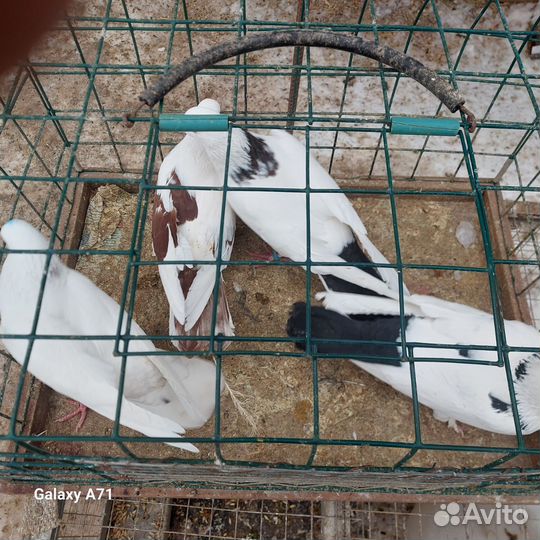 Голуби продажа бойные
