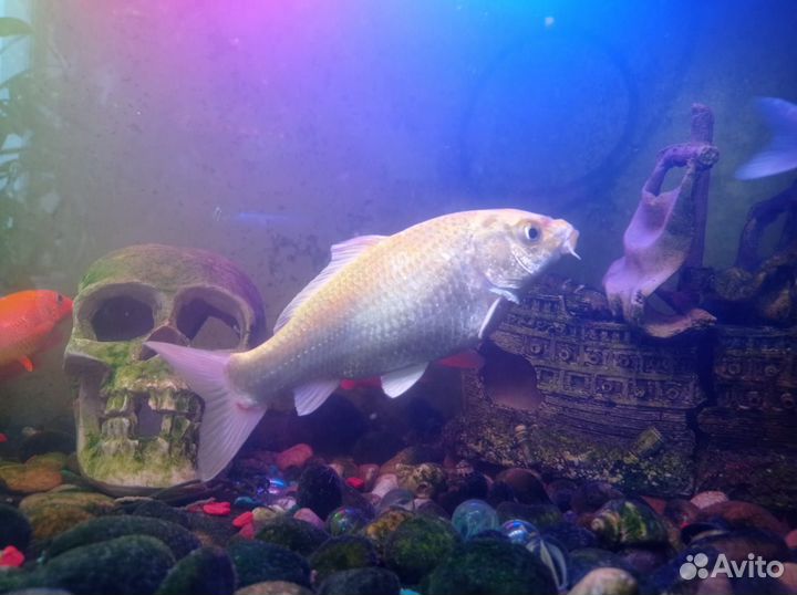 Рыба прудовая