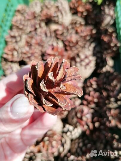 Шишки сосновые