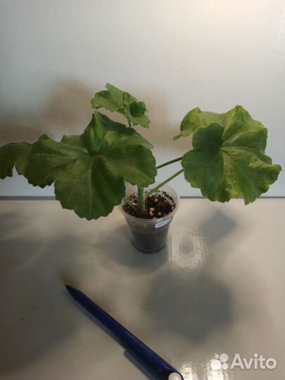 Пеларгония герань сортовые