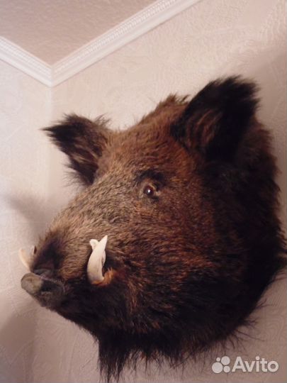 Чучело головы кабана