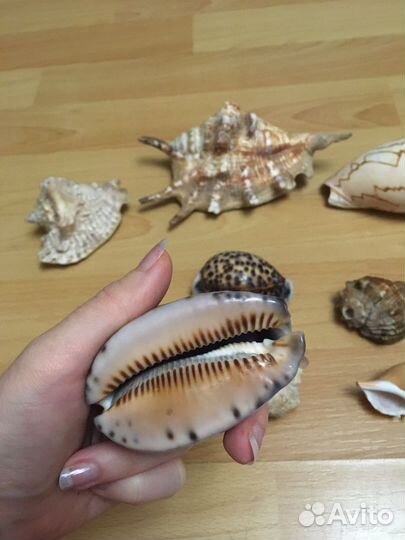 Морские ракушки раковины