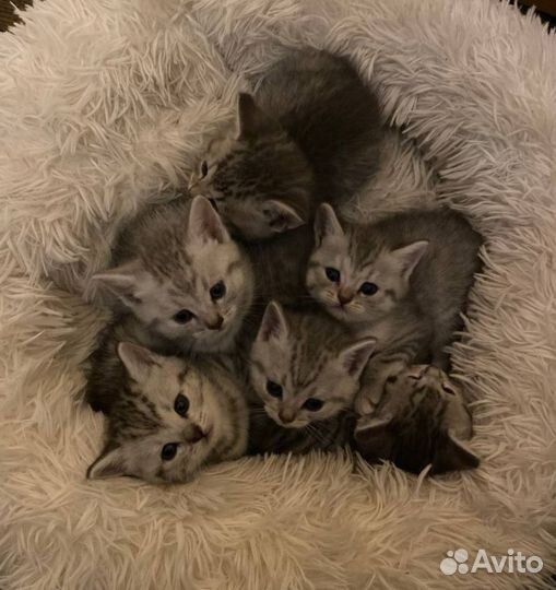 Шотландские котята