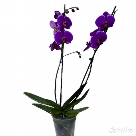 Орхидея фаленопсис — 2 ствола, красота и изящество
