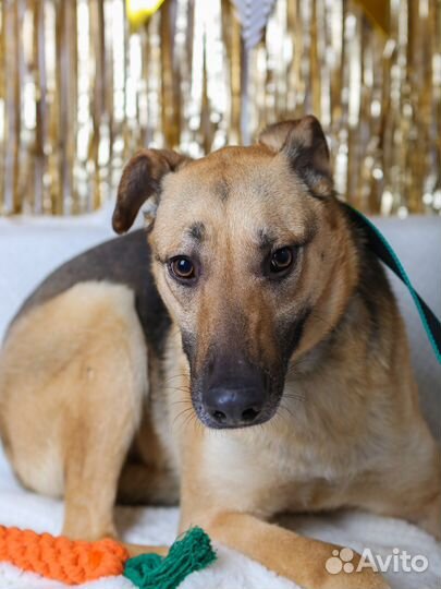 Арнольду нужен дом, отдам бесплатно