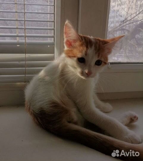 Котик-невдупленыш в самые нежные и добрые ручки