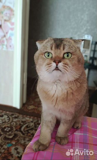 Красивый котик. Вязка