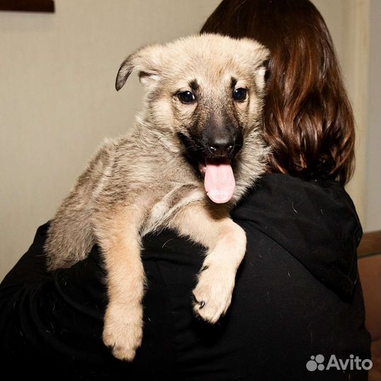 Щенку нужен дом