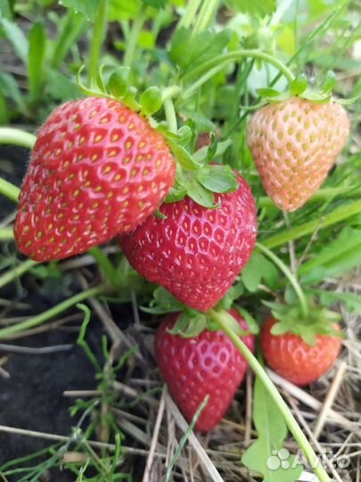 Клубника крупноплодная,ампельная, земляника кустов
