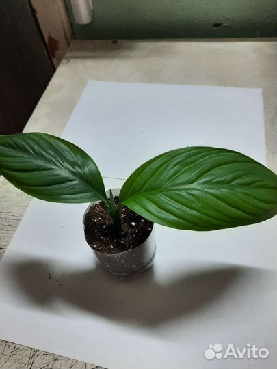 Спатифиллум Сенсация