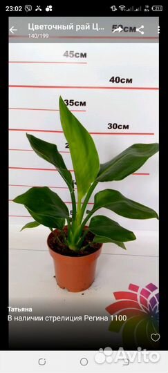 Декоративные растения в наличии