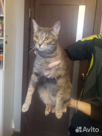 Кошка ласкушка в дар