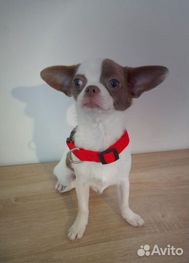 Чихуахуа девочки