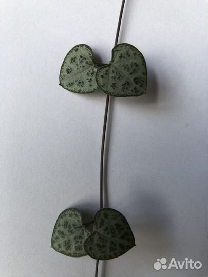 Сенецио перегринус крестовник церопегия