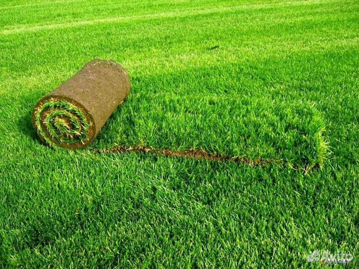 Рулонный газон. Озеленение участка