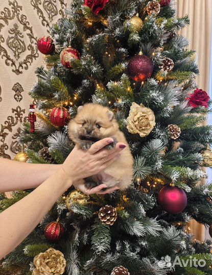 Красивая девочка