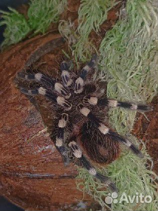 Паук птицеед для новичков