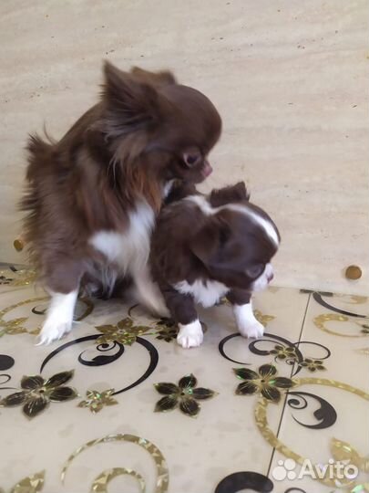 Пять кобелей мини и стандарт для вязок