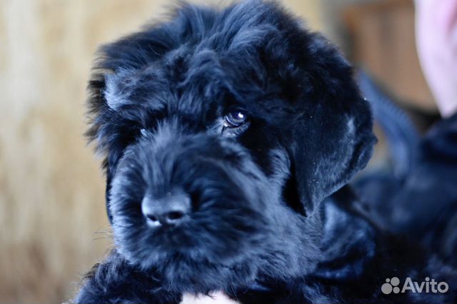 черный терьер щенки - Купить недорого собаку или щенка🐕 во всех регионах |  Цены на собак разных пород | Авито