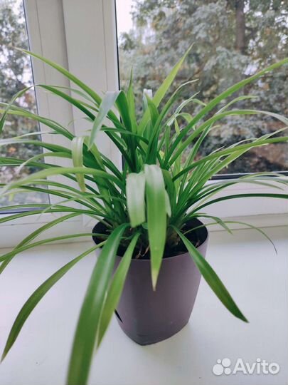 Хлорофитум