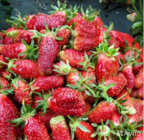 Рассада клубники Купчиха, Мальвина, Клери