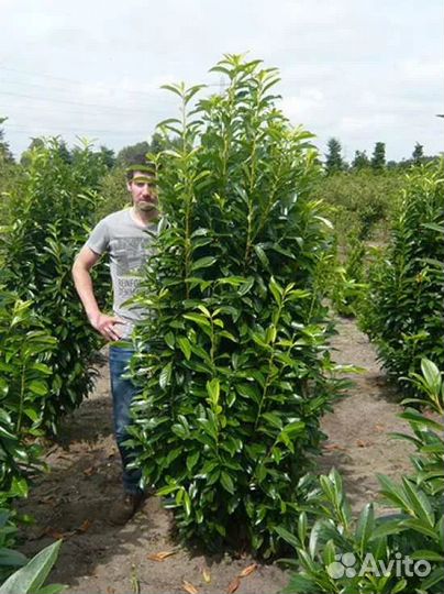 Лавровишня для живой изгороди опт