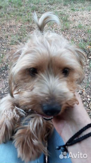 Вязка собак