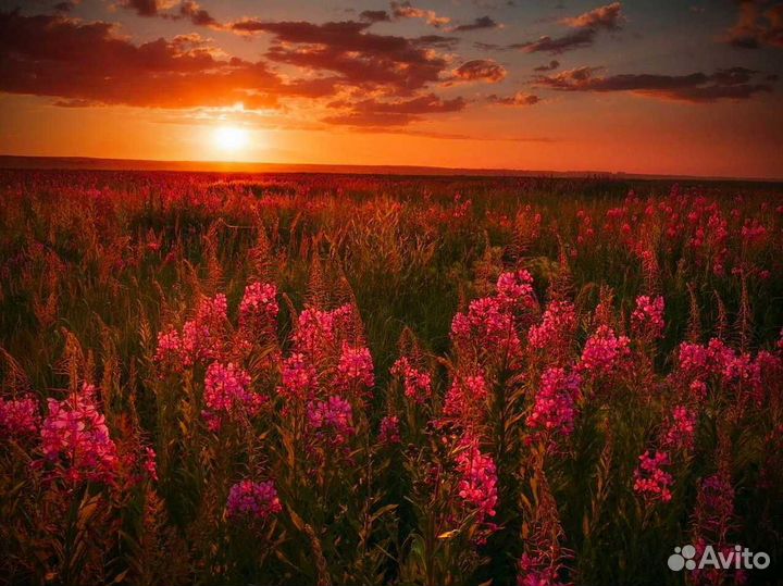 Иван чай 1кг нет кофеина, тот самый