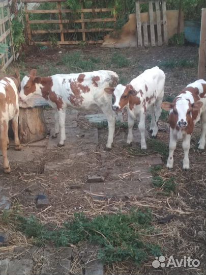 Бычки и телочки