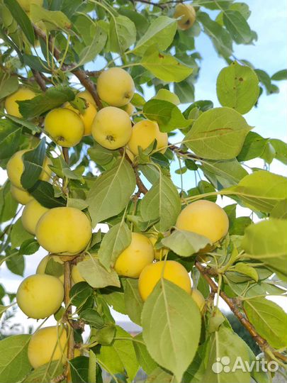 Яблоки ранетки