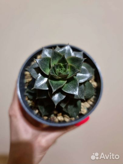 Эхеверии в ассортименте