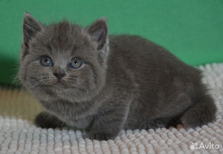 Британцы голубые