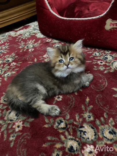 Котята чистокровной породы золотая шиншила
