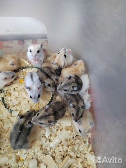 Джунгарский хомяк