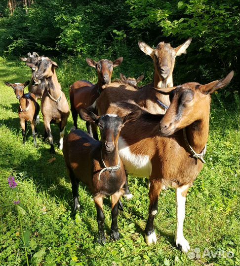 Козье молоко