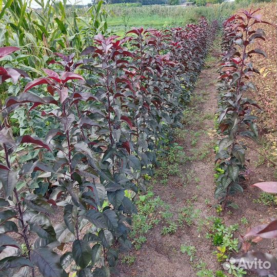 Яблоня Роялти