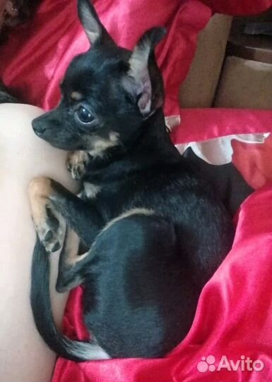 Вязка Мини-Той-терьер