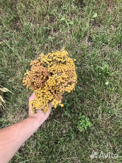 Травы для бани. Веники для бани