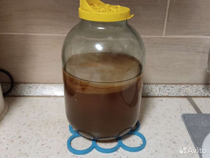 Чайный гриб комбуча