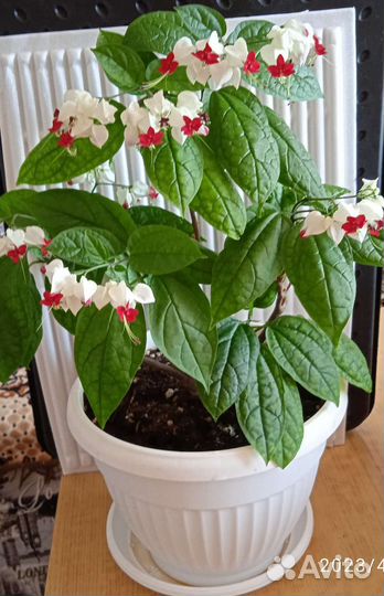 Клеродендрум Томпсона