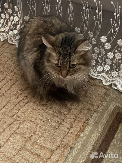Кошка в дар бесплатно