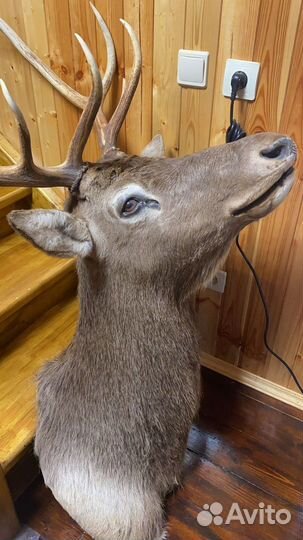 Чучело головы оленя