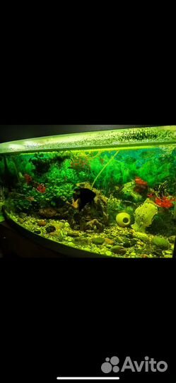Аквариум на 300 + литров