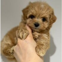 Купить недорого собаку или щенка🐕 в Хабаровске | Цены на