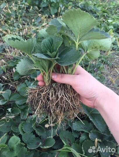 Рассада клубники