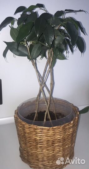 Цветы комнатные