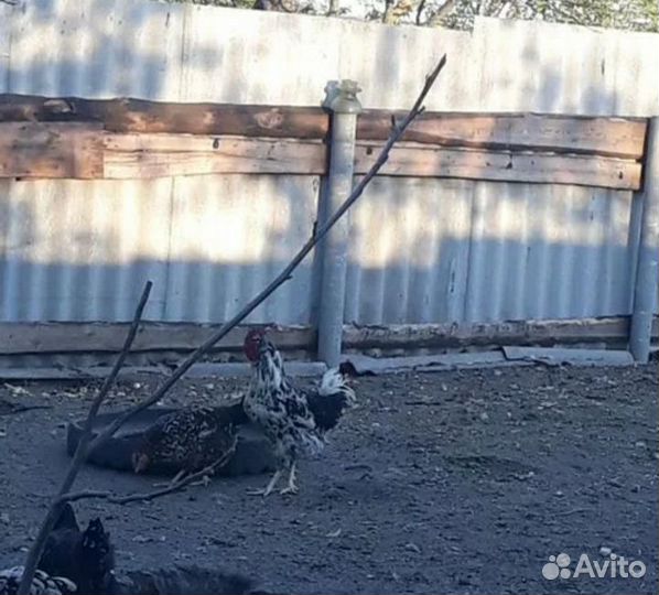 Яйцо инкубационное Ливенских ситцевых