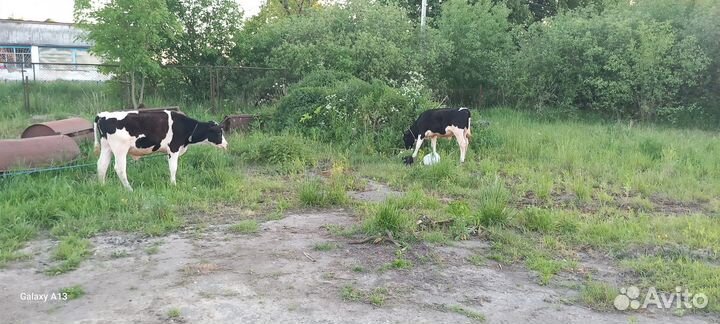 Телята бычки 9 месяц