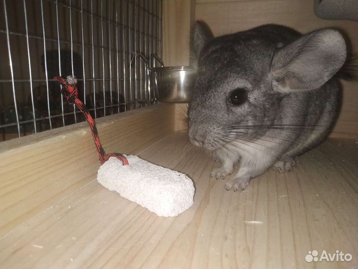 Пемза натуральная для шиншилл и других грызунов