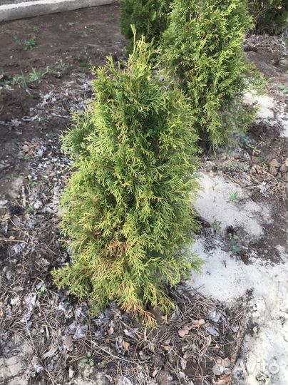 Туя смарагд